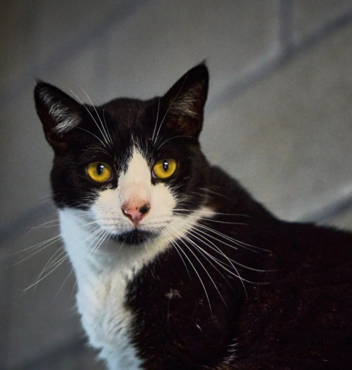 katmandu,  Mixed Breed for adoption at Felinos Bilbao