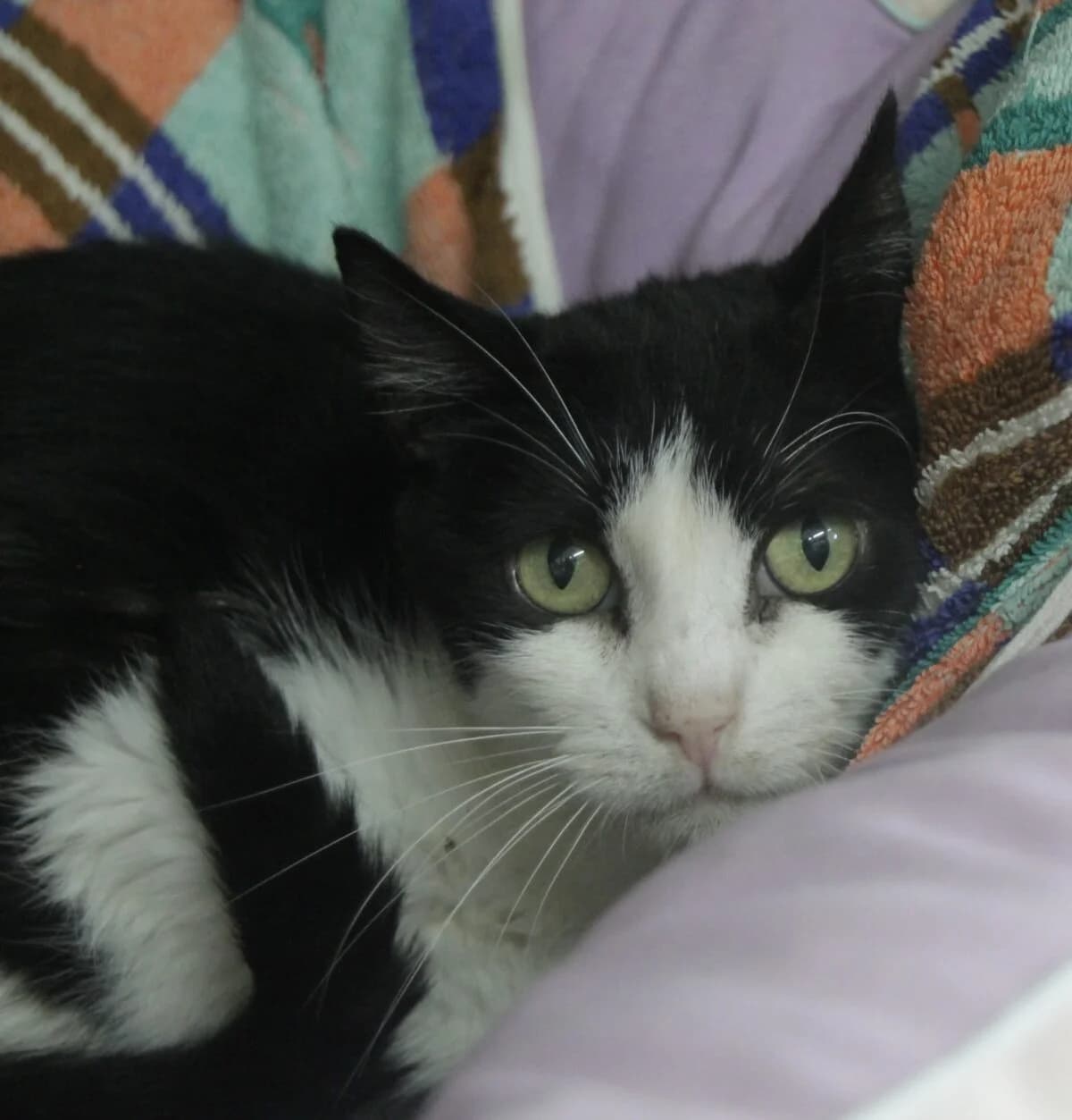 lajeny,  Mixed Breed for adoption at Felinos Bilbao