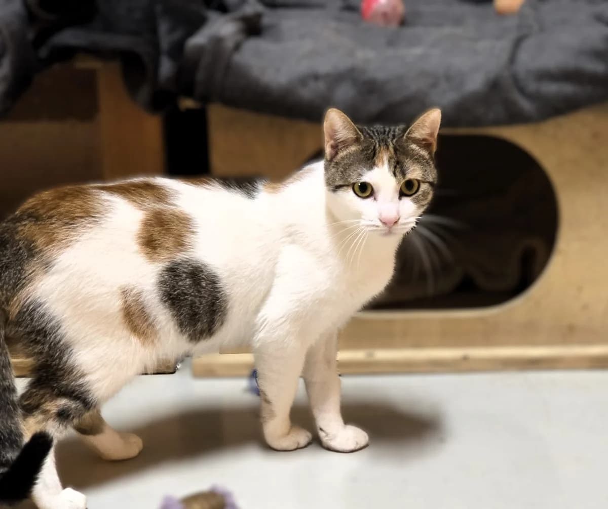 luana,  Mixed Breed for adoption at Felinos Bilbao