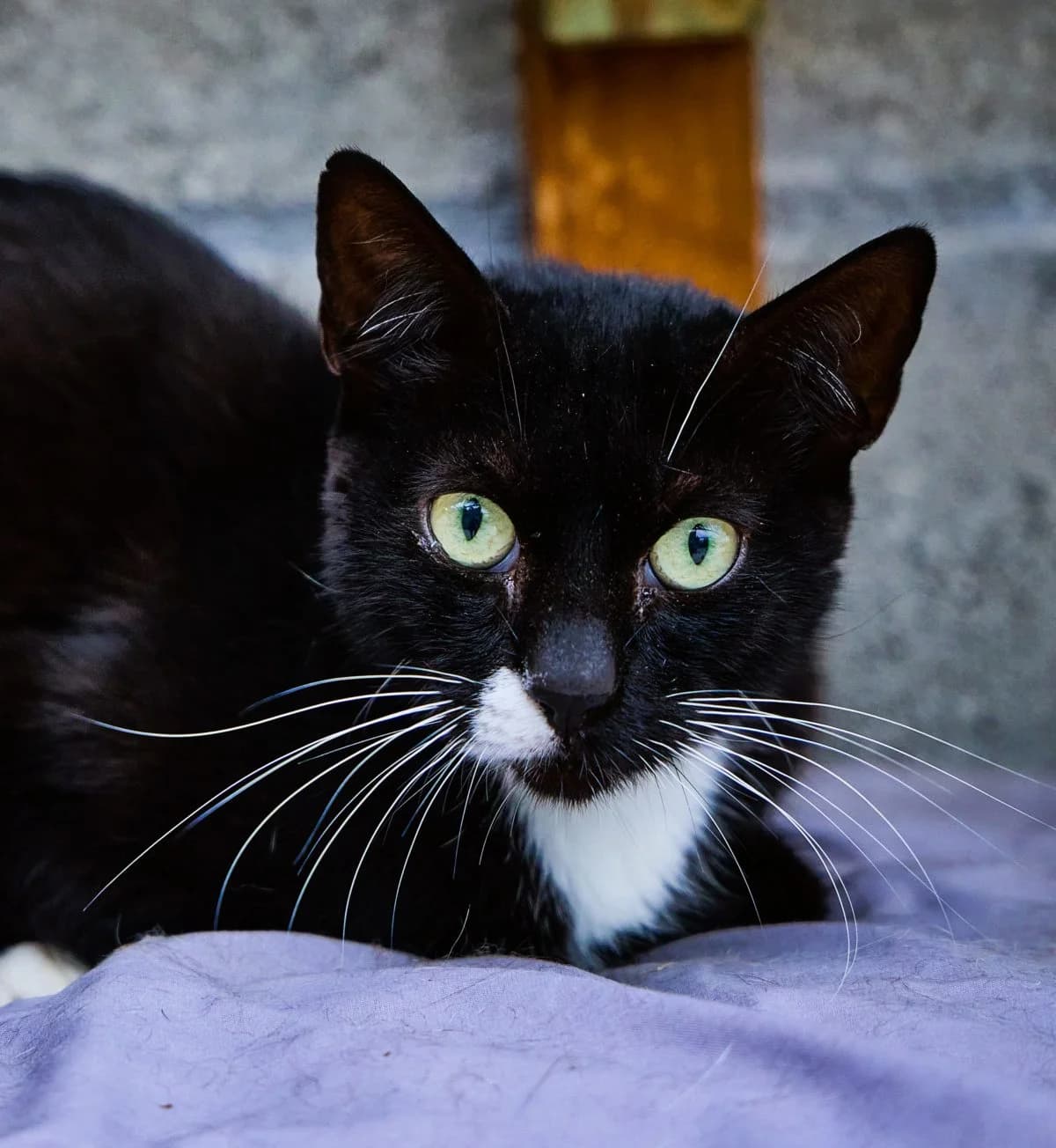 lynx,  Mixed Breed for adoption at Felinos Bilbao