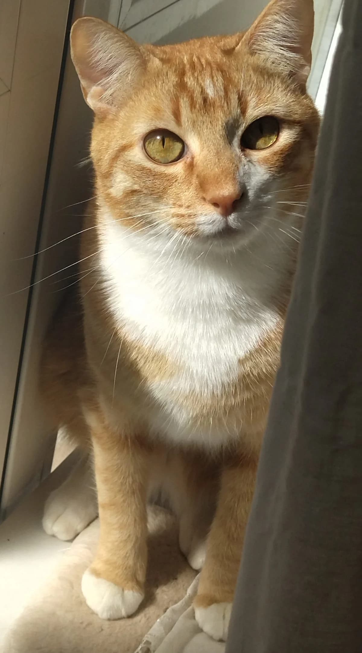mandala,  Mixed Breed for adoption at Felinos Bilbao
