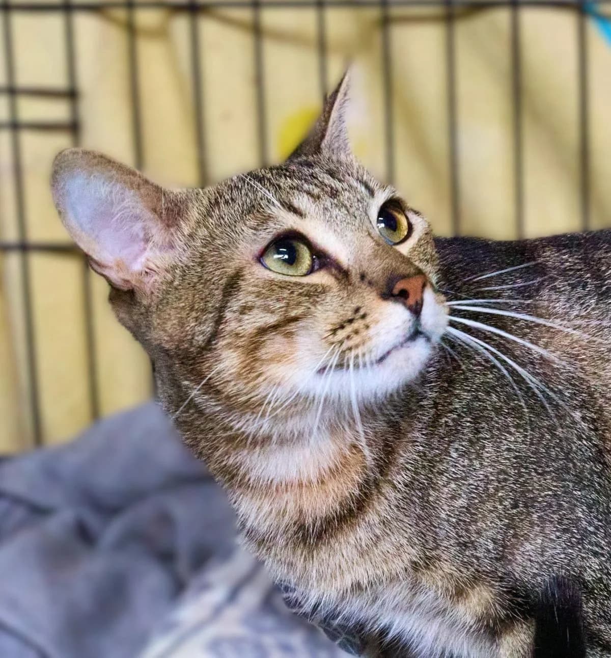 marcel-2,  Mixed Breed for adoption at Felinos Bilbao