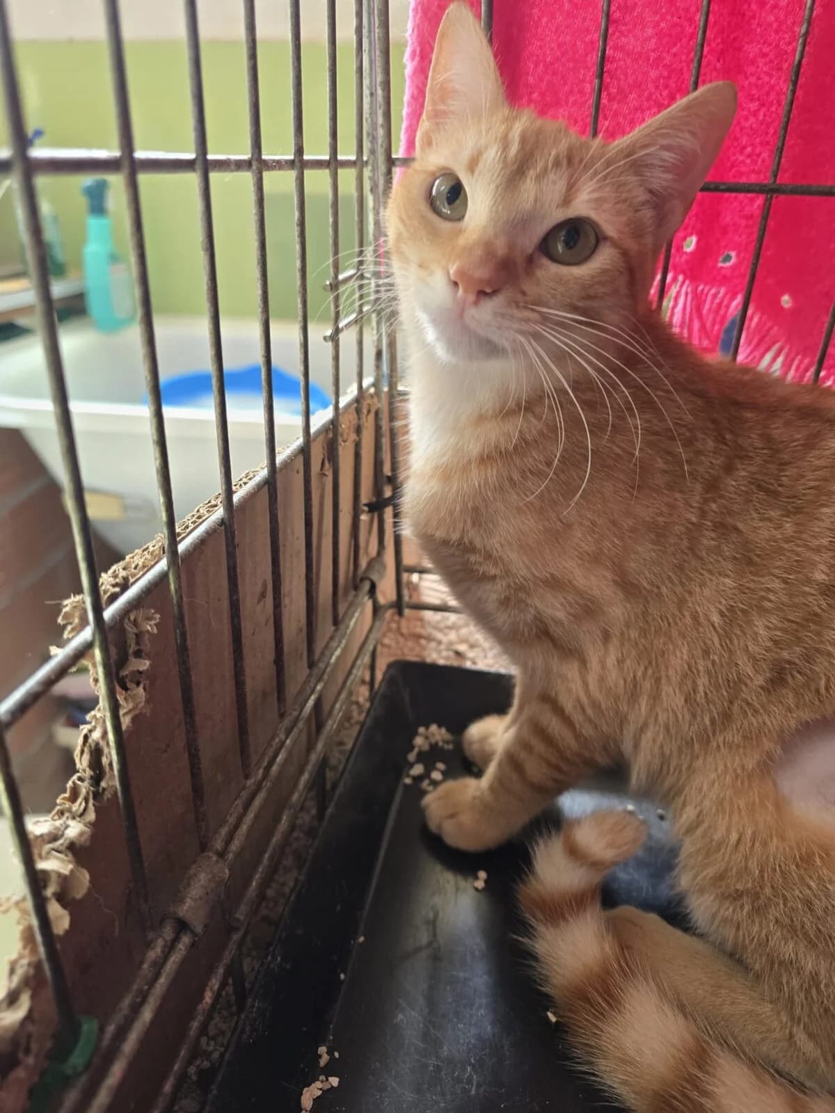 martha-2,  Mixed Breed for adoption at Felinos Bilbao