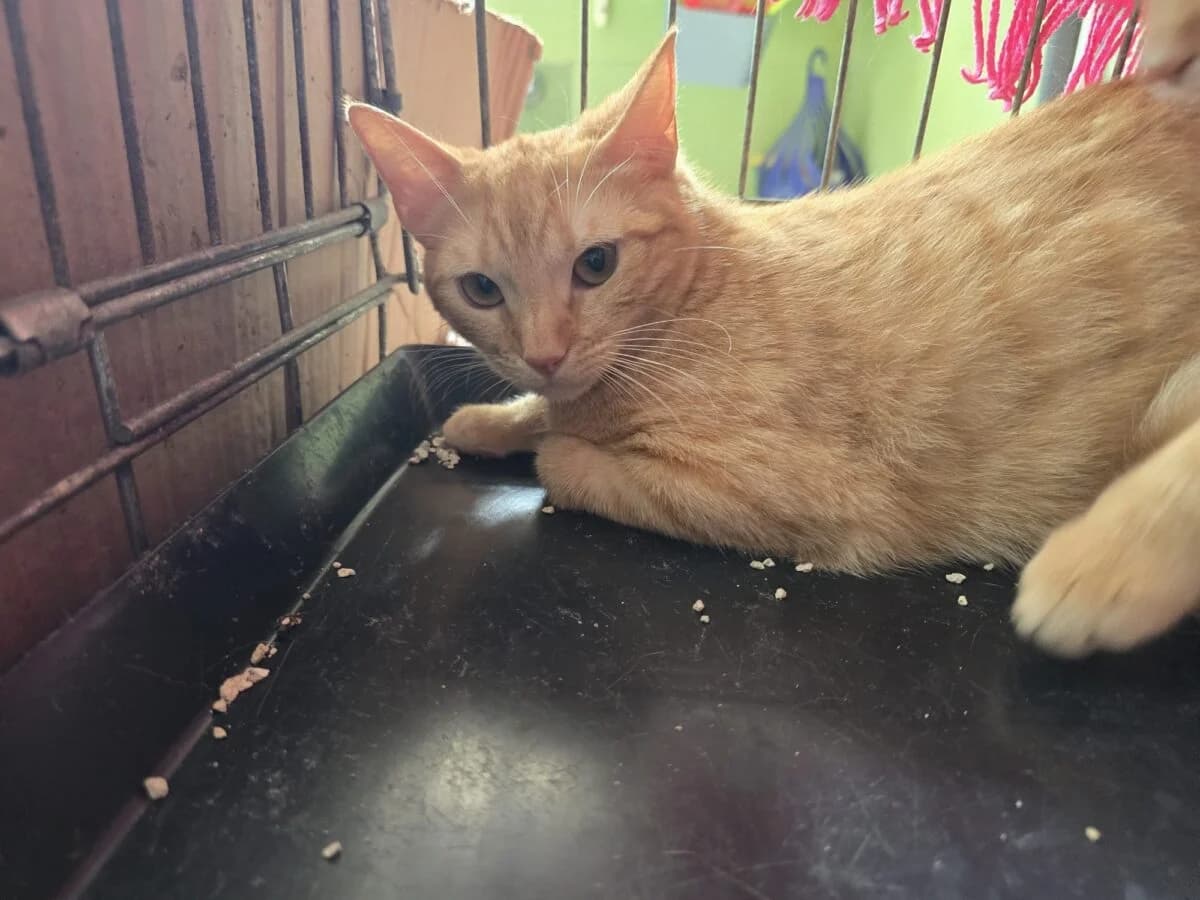 natalia,  Mixed Breed for adoption at Felinos Bilbao