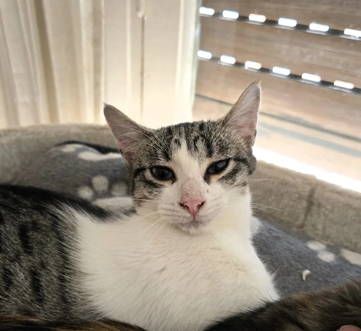 nigeria,  Mixed Breed for adoption at Felinos Bilbao