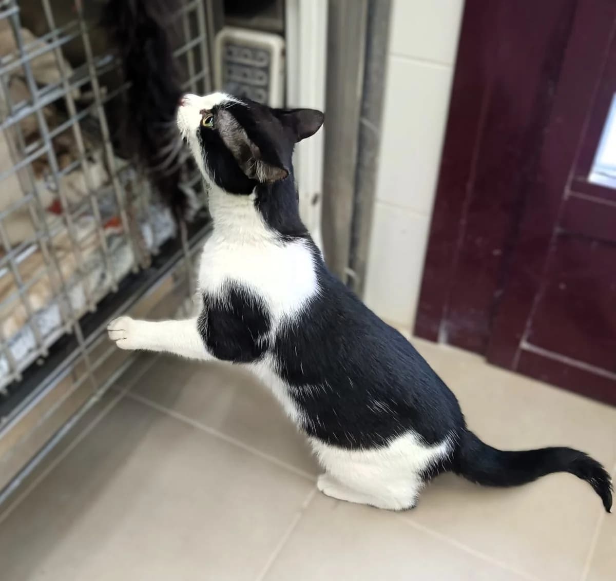 noel-2,  Mixed Breed for adoption at Felinos Bilbao