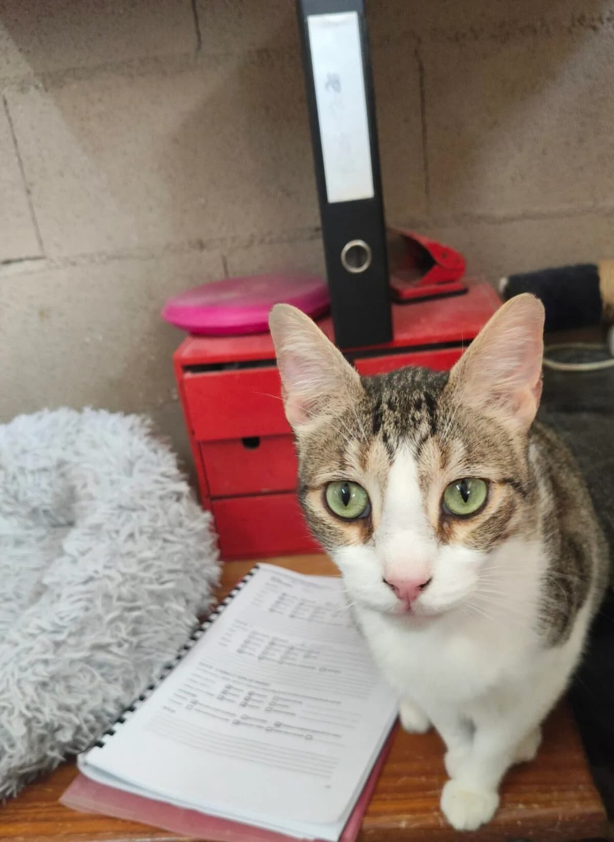 porretin,  Mixed Breed for adoption at Felinos Bilbao