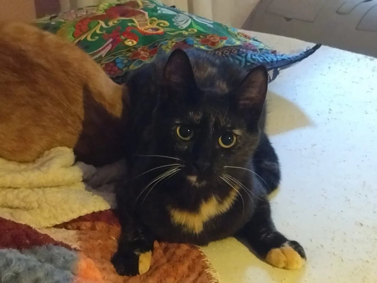 runa-2,  Mixed Breed for adoption at Felinos Bilbao
