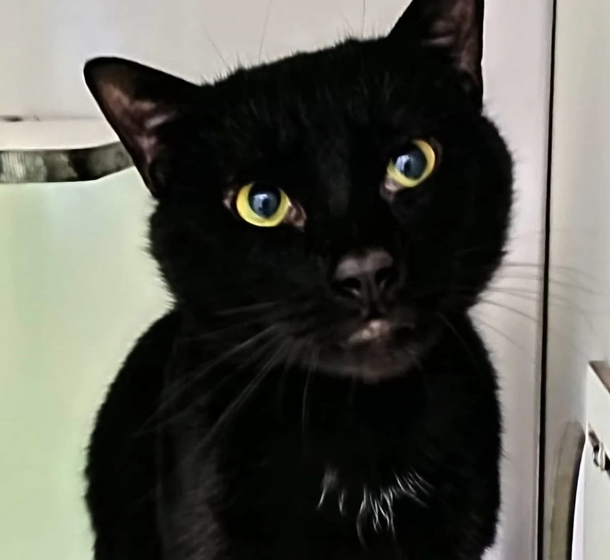 samuel,  Mixed Breed for adoption at Felinos Bilbao