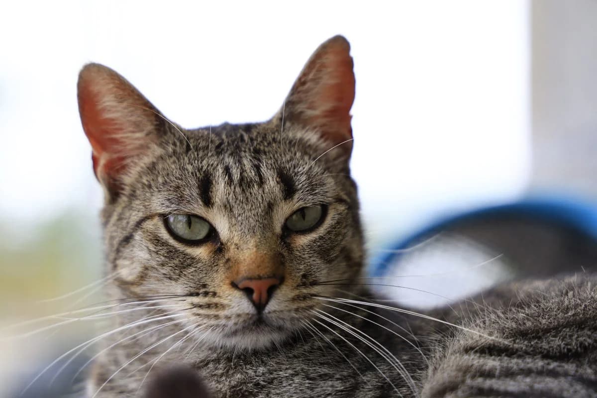 silvan,  Mixed Breed for adoption at Felinos Bilbao