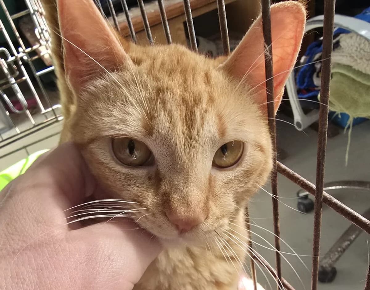 sophie,  Mixed Breed for adoption at Felinos Bilbao