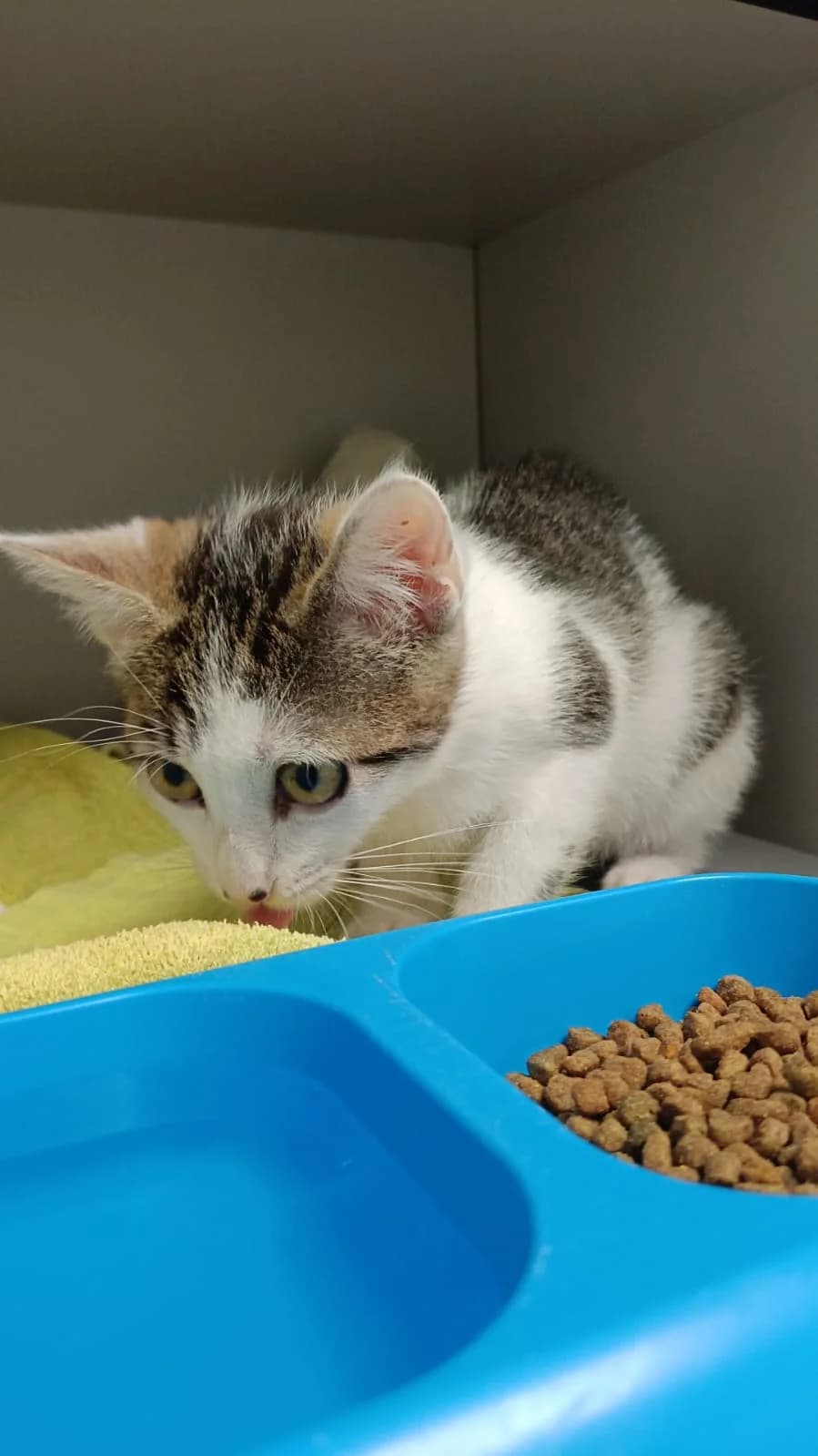 venus-2,  Mixed Breed for adoption at Felinos Bilbao