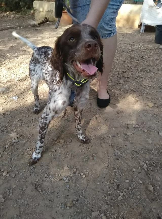 Kira,  senior Mixed Breed for adoption at Feliz Animal, Illes Balears
