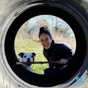 RETOS 2021 FUNDACIÓN ALTARRIBA – Mahou, male young American Staffordshire Terrier for adoption at Fundacion Altarriba, Barcelona