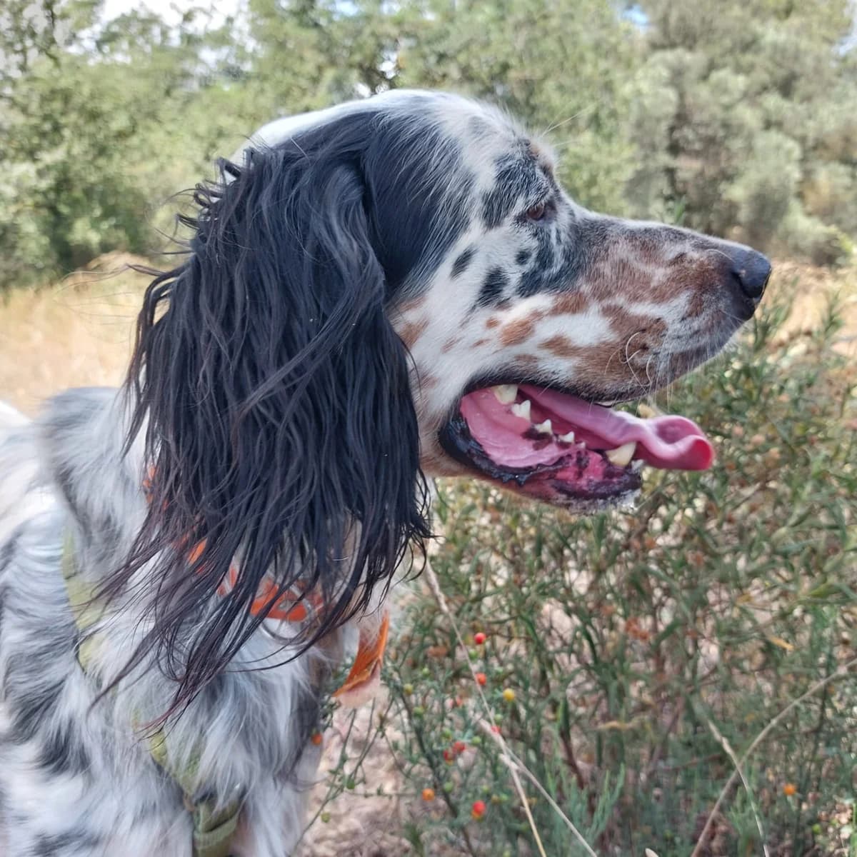 Rocky en adopción,  4yo Mixed Breed for adoption at Fundacion Altarriba, Barcelona