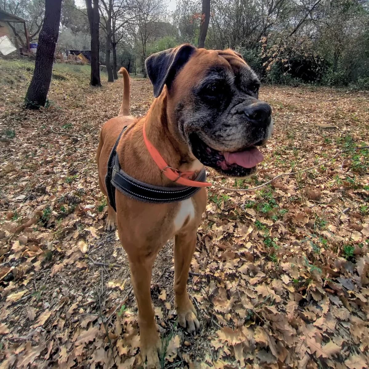 Estrella en adopción,  senior Mixed Breed for adoption at Fundacion Altarriba, Barcelona