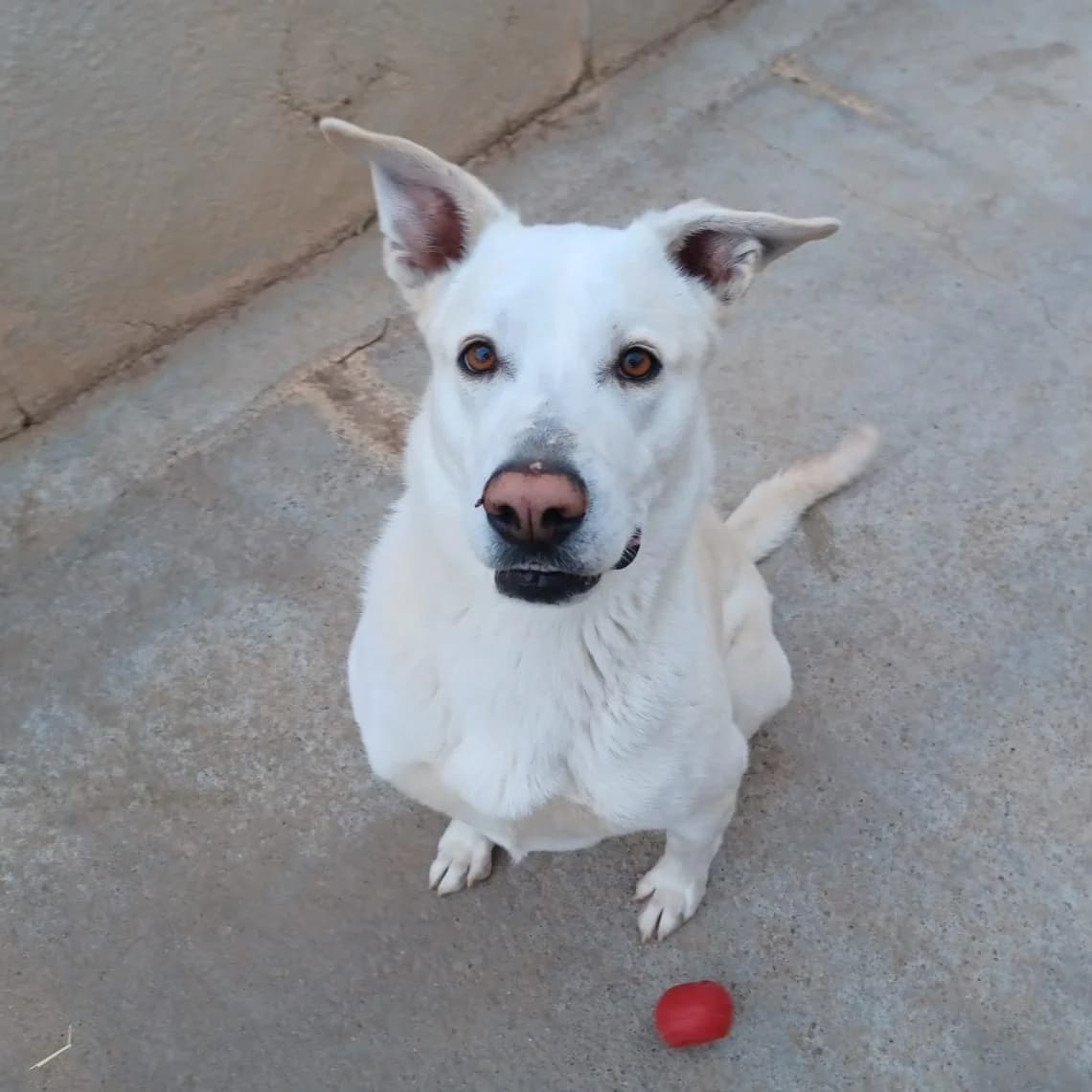 Copy en adopción,  4yo Mixed Breed for adoption at Fundacion Altarriba, Barcelona