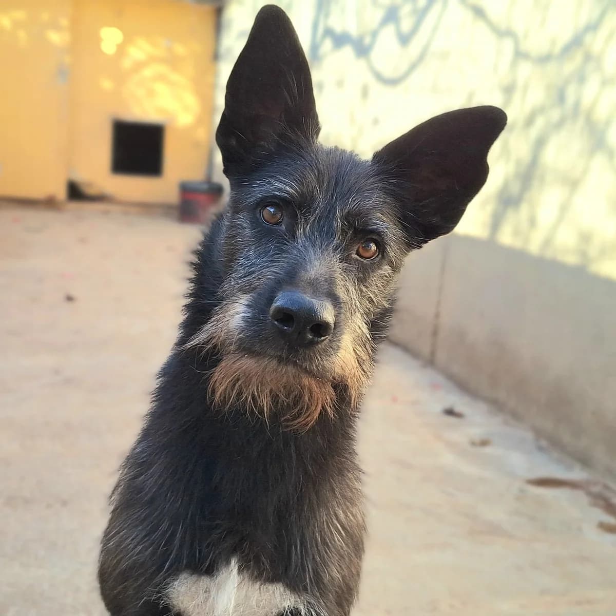 Gludock en adopción,  3yo Mixed Breed for adoption at Fundacion Altarriba, Barcelona
