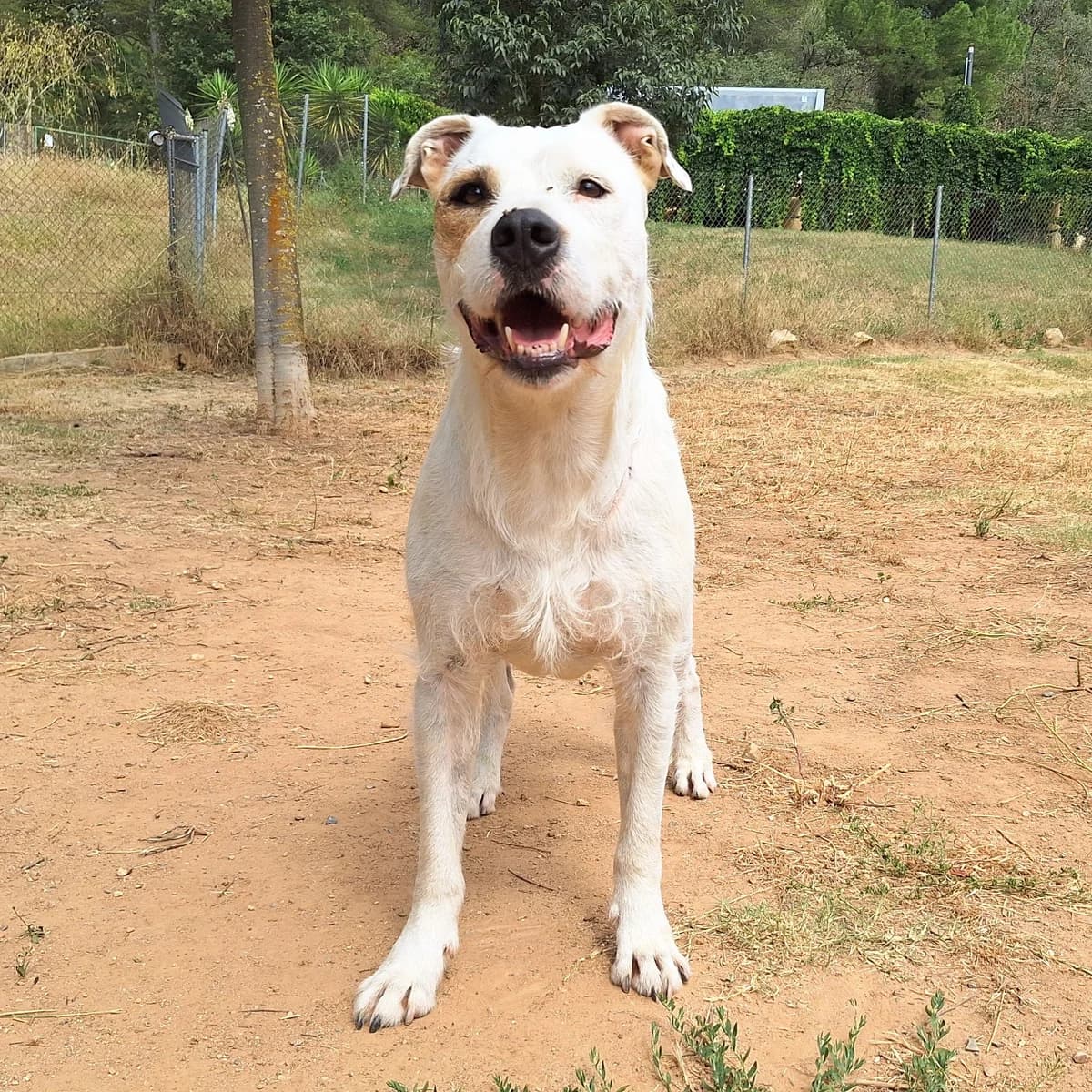 Munch en adopción,  senior Mixed Breed for adoption at Fundacion Altarriba, Barcelona