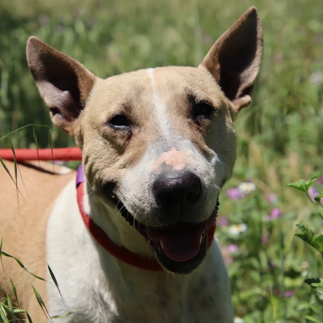 Kahlo en adopción,  6yo Mixed Breed for adoption at Fundacion Altarriba, Barcelona