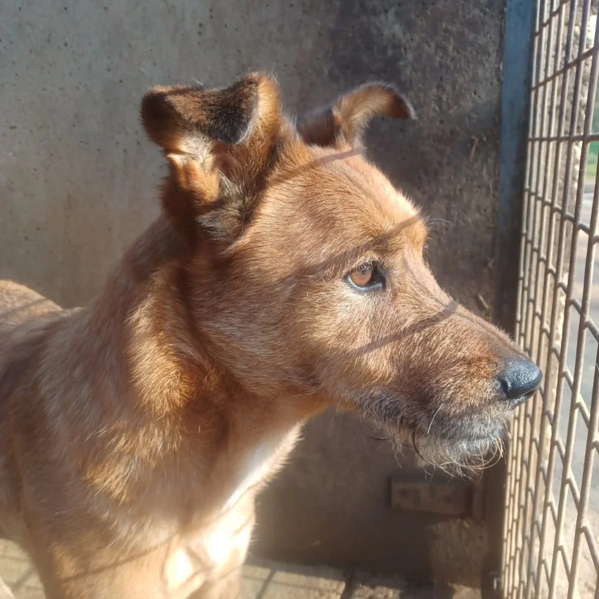 Lukas en adopción,  3yo Mixed Breed for adoption at Fundacion Altarriba, Barcelona