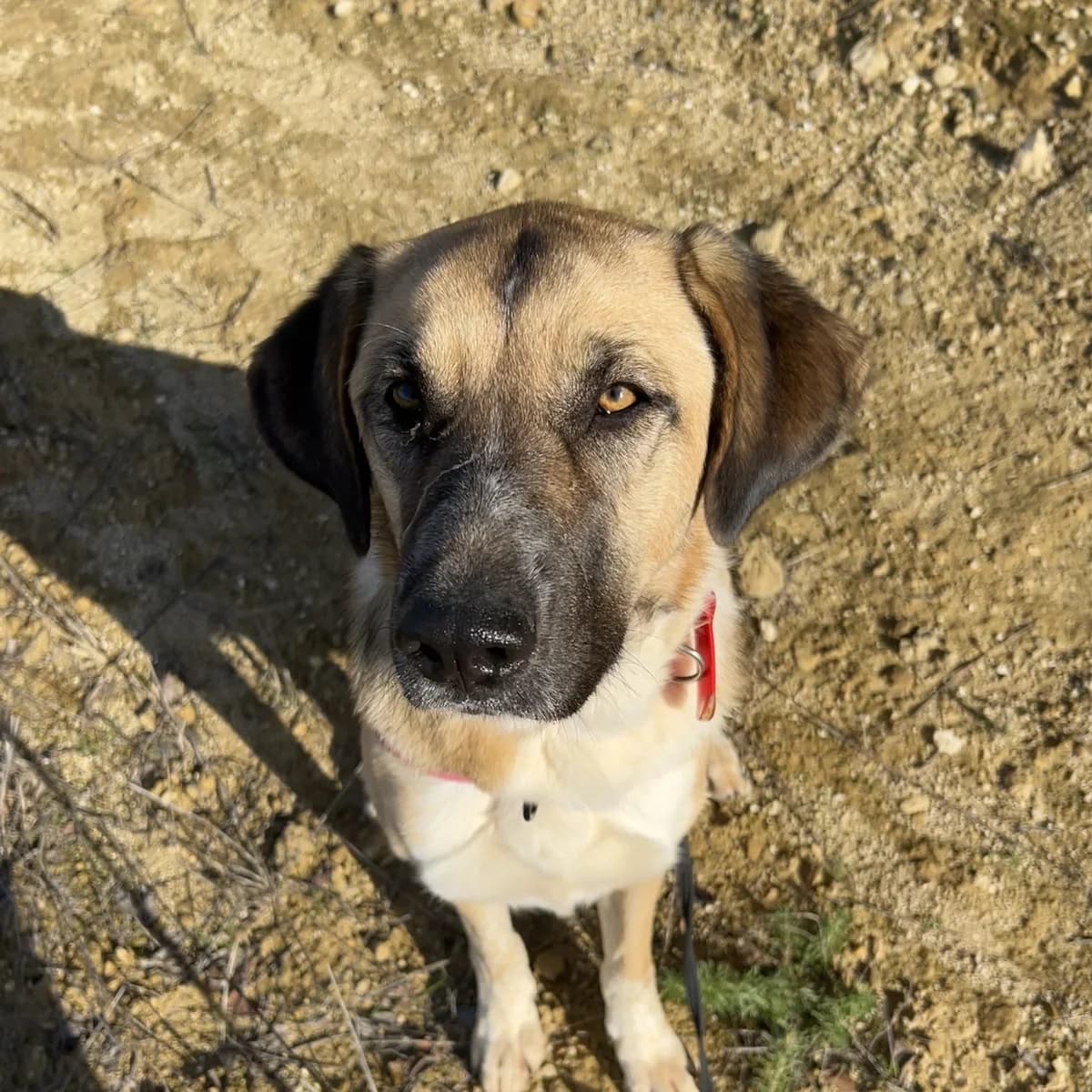 Chika en adopción,  young Mixed Breed for adoption at Fundacion Altarriba, Barcelona