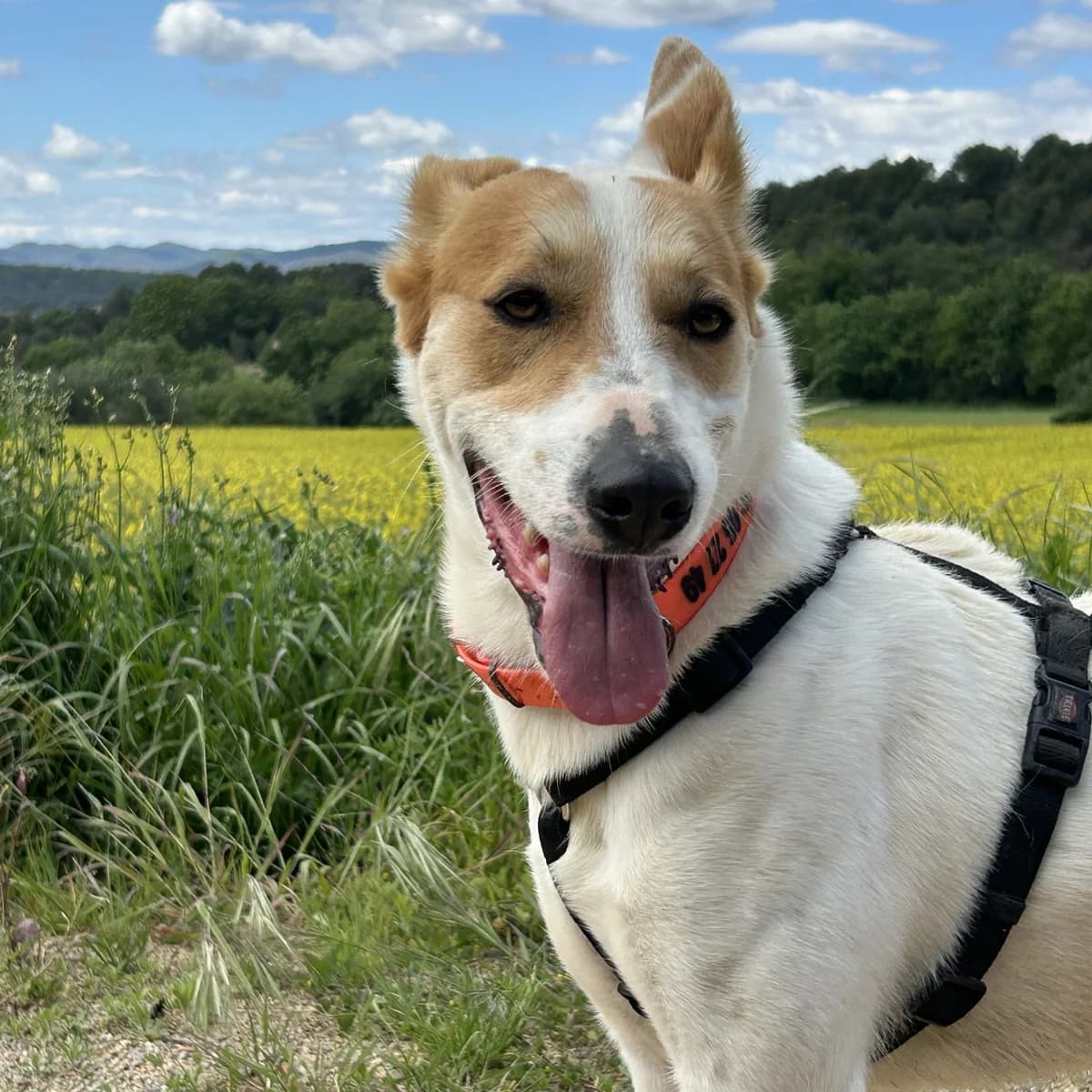 Tao en adopción,  3yo Mixed Breed for adoption at Fundacion Altarriba, Barcelona