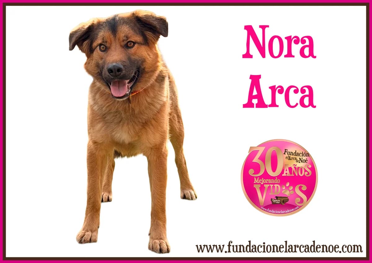 Nora, female Mixed Breed for adoption at Fundación El Arca de Noé