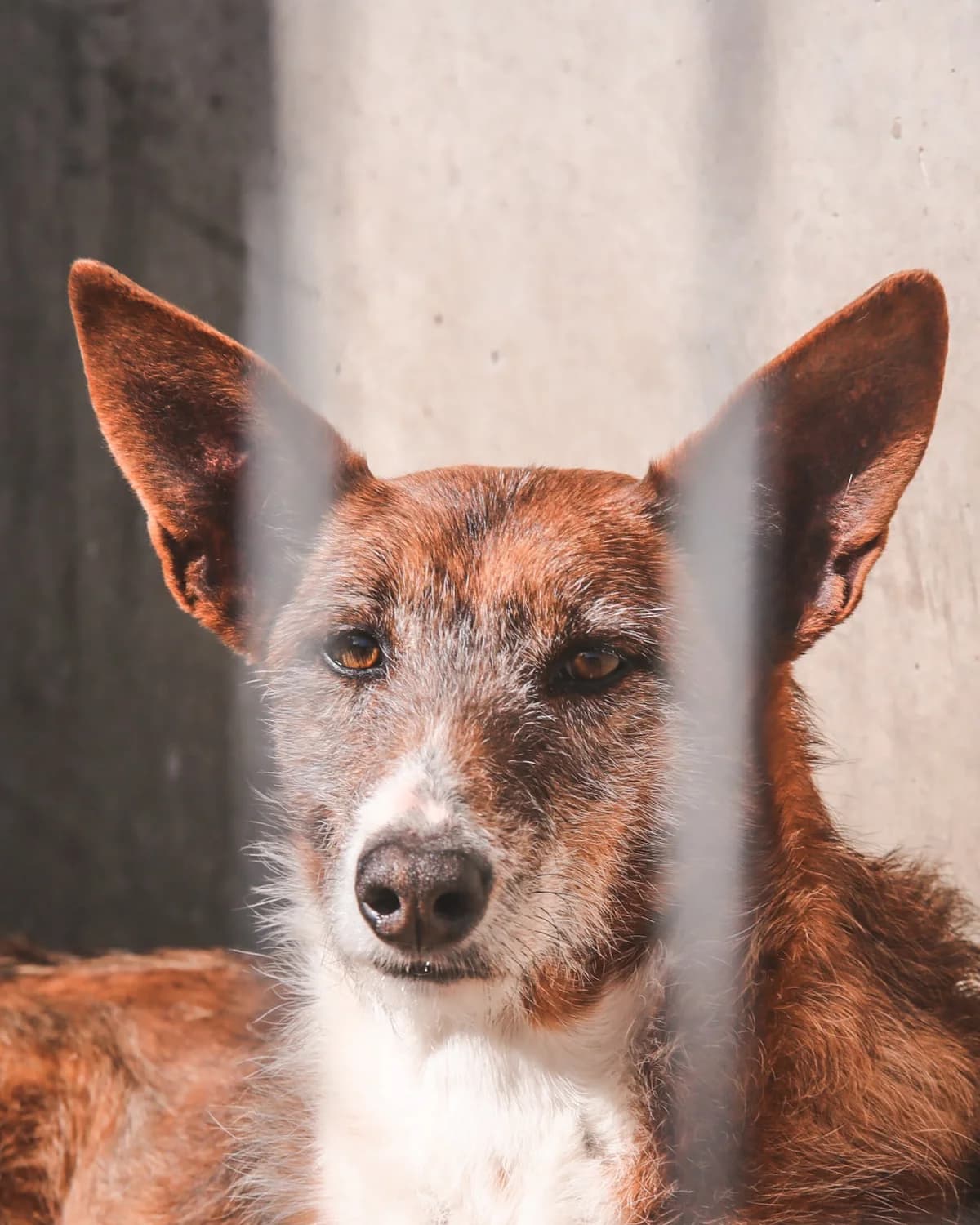 Bala, female senior Podenco for adoption at Fundación Jadoul Més que Gossos, Valencia