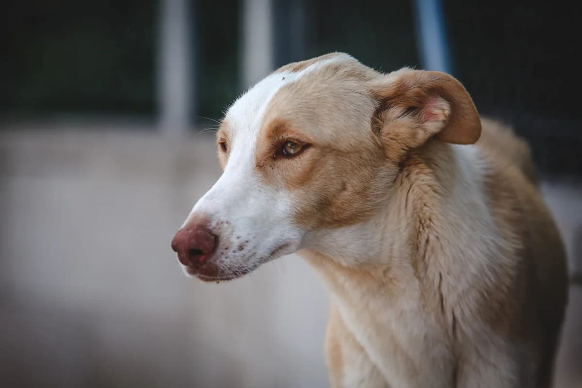 Bitsy, male 6yo Mixed Breed for adoption at Fundación Jadoul Més que Gossos, Valencia