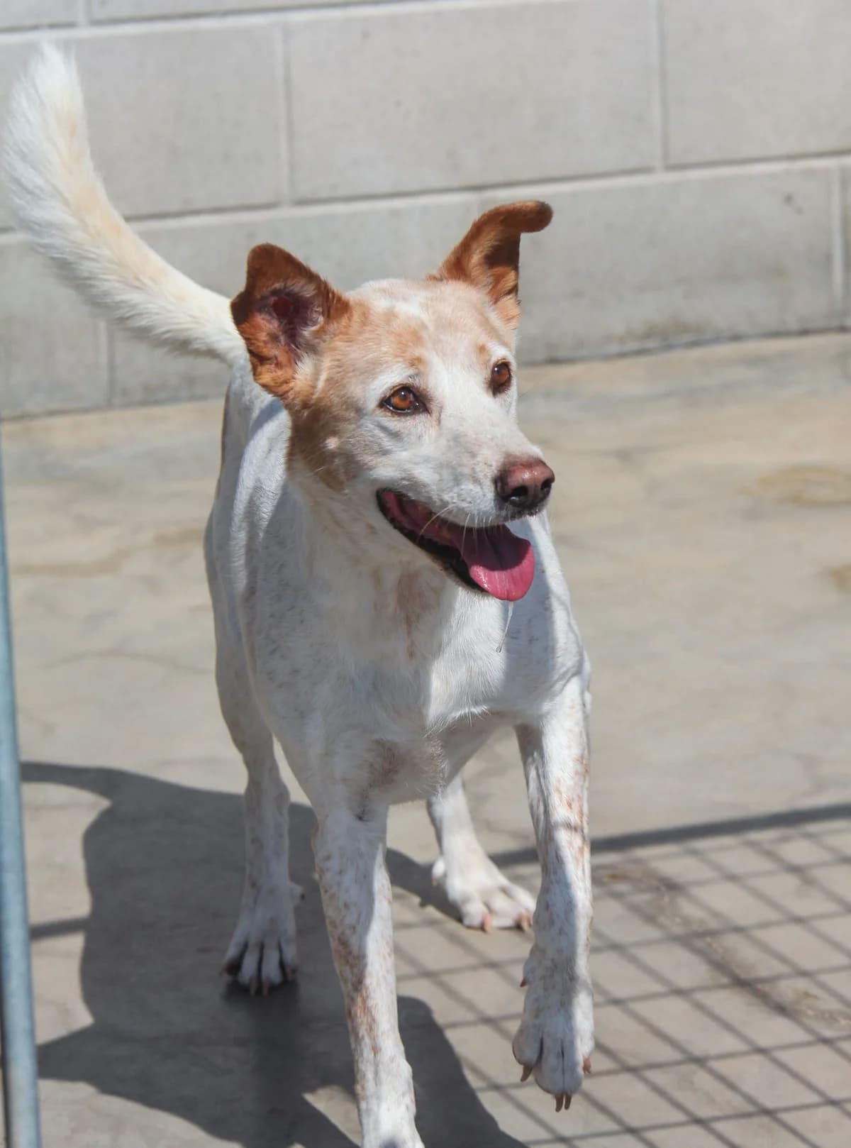 Blanquita, female senior Mixed Breed for adoption at Fundación Jadoul Més que Gossos, Valencia