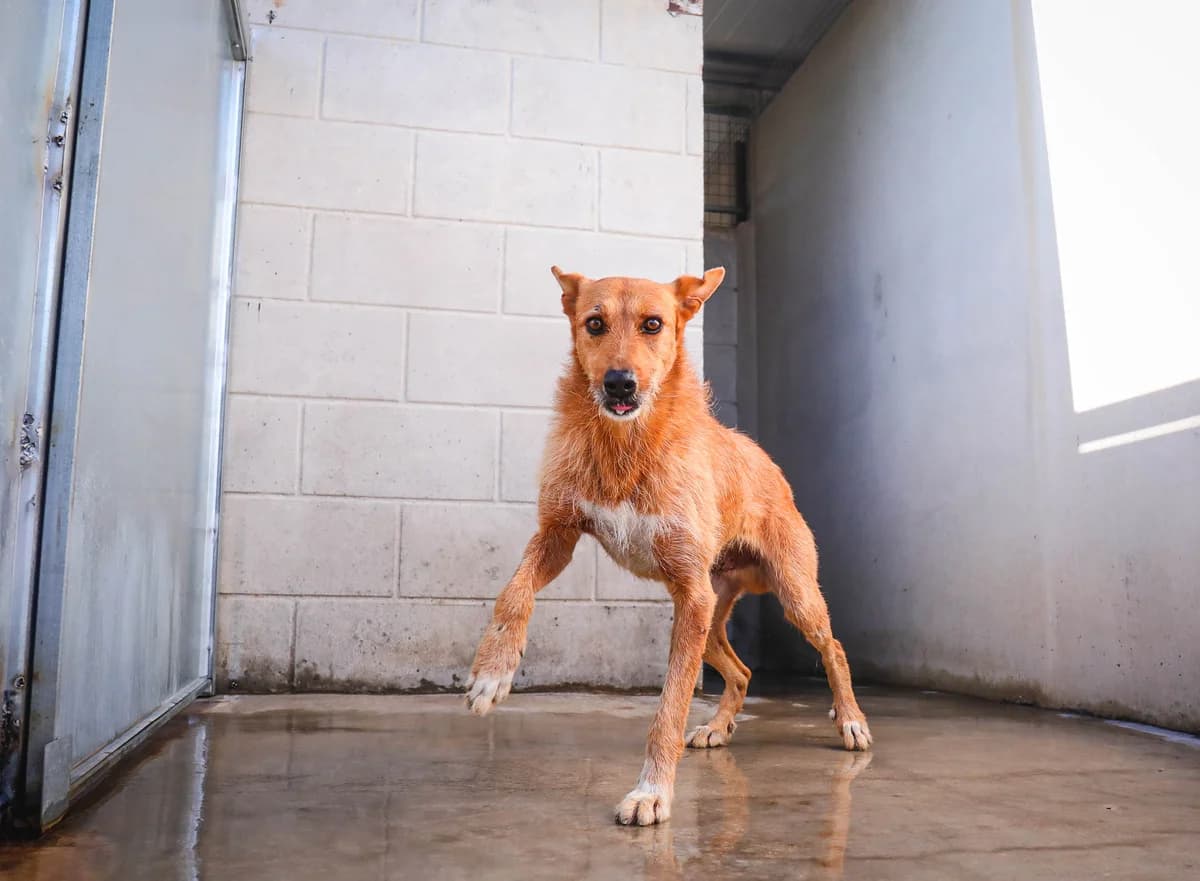 Autumn, male senior Mixed Breed for adoption at Fundación Jadoul Més que Gossos, Valencia