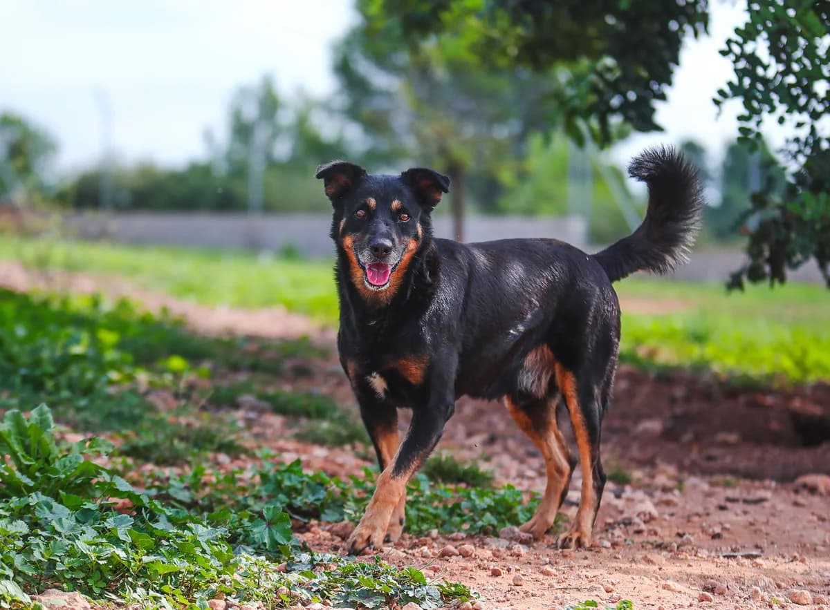 Ronaldo, male senior Mixed Breed for adoption at Fundación Jadoul Més que Gossos, Valencia