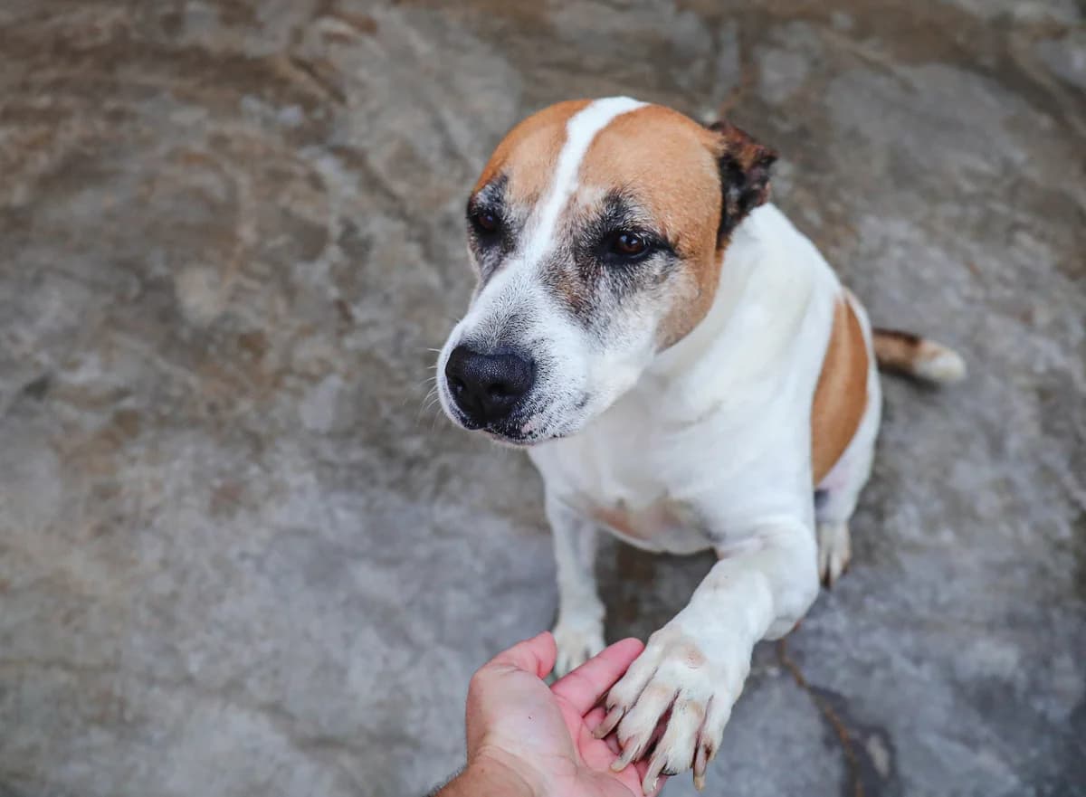 Guapo, male senior Mixed Breed for adoption at Fundación Jadoul Més que Gossos, Valencia