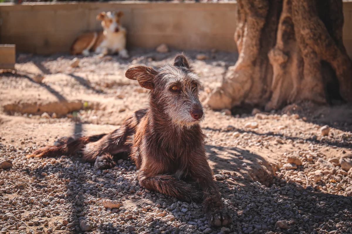 Spider, female 6yo Mixed Breed for adoption at Fundación Jadoul Més que Gossos, Valencia