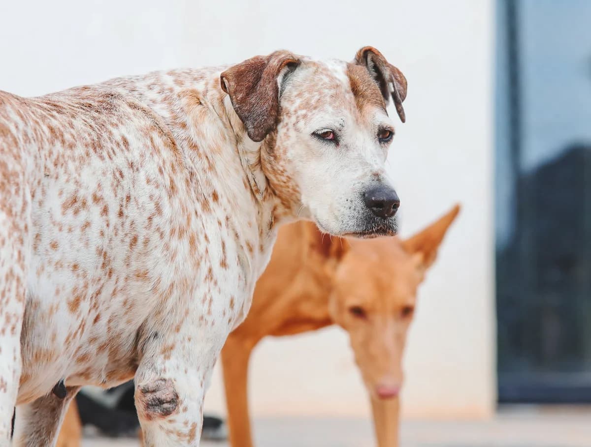 Daisy, female senior Mixed Breed for adoption at Fundación Jadoul Més que Gossos, Valencia