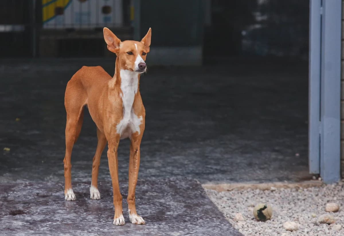 Cleo, female senior Podenco for adoption at Fundación Jadoul Més que Gossos, Valencia