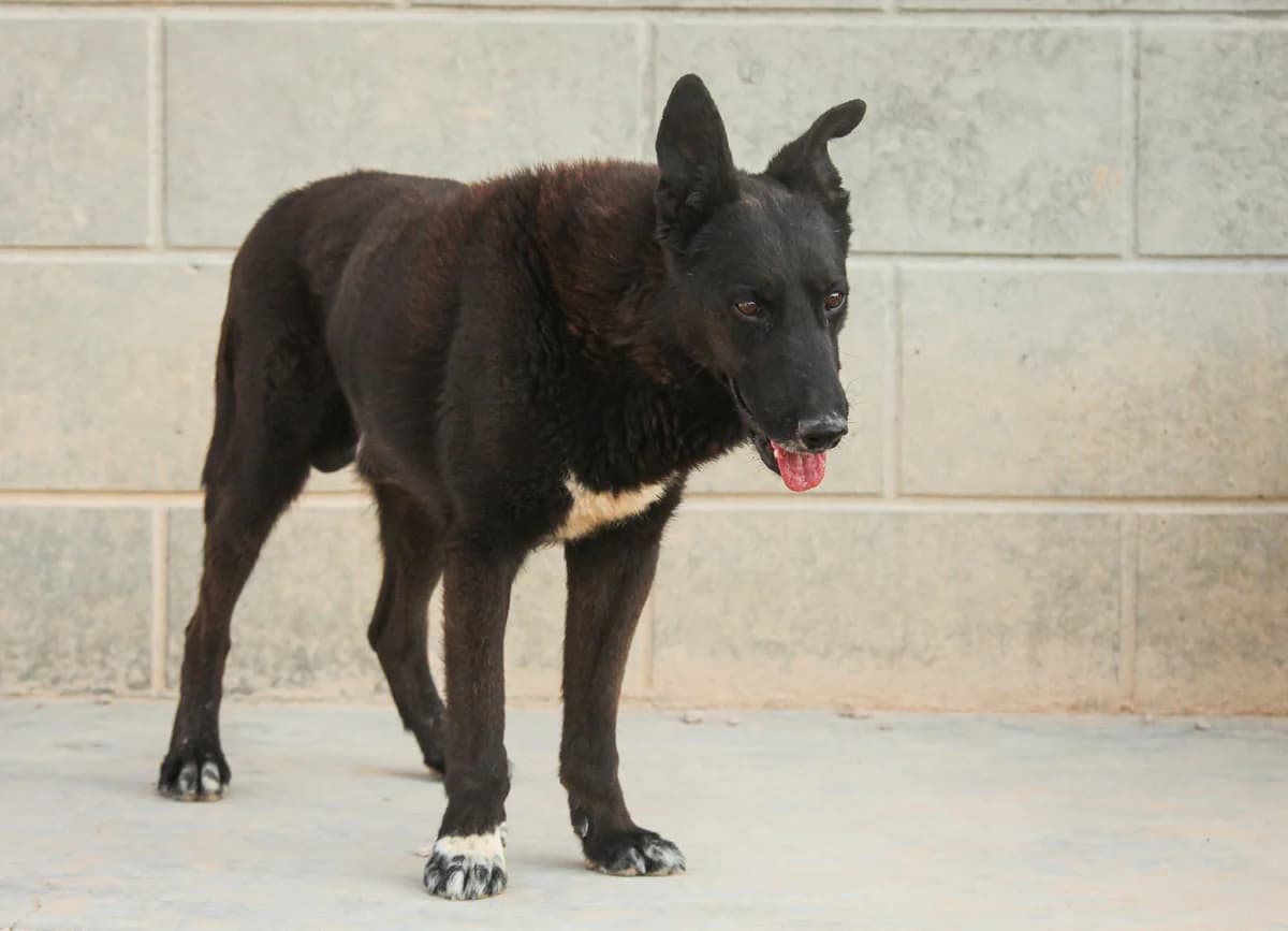 Calcetín, male senior Mixed Breed for adoption at Fundación Jadoul Més que Gossos, Valencia