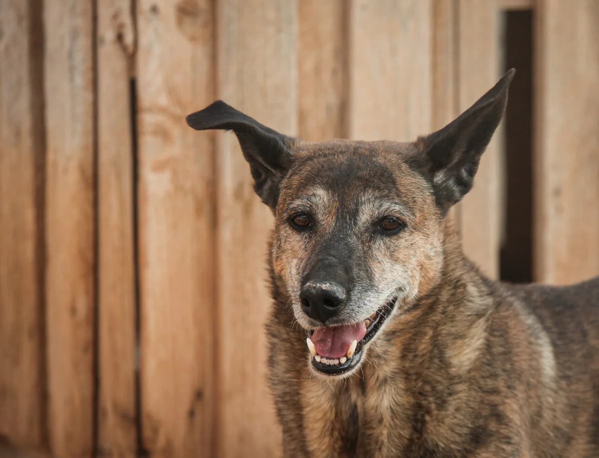 Telma, female senior Mixed Breed for adoption at Fundación Jadoul Més que Gossos, Valencia