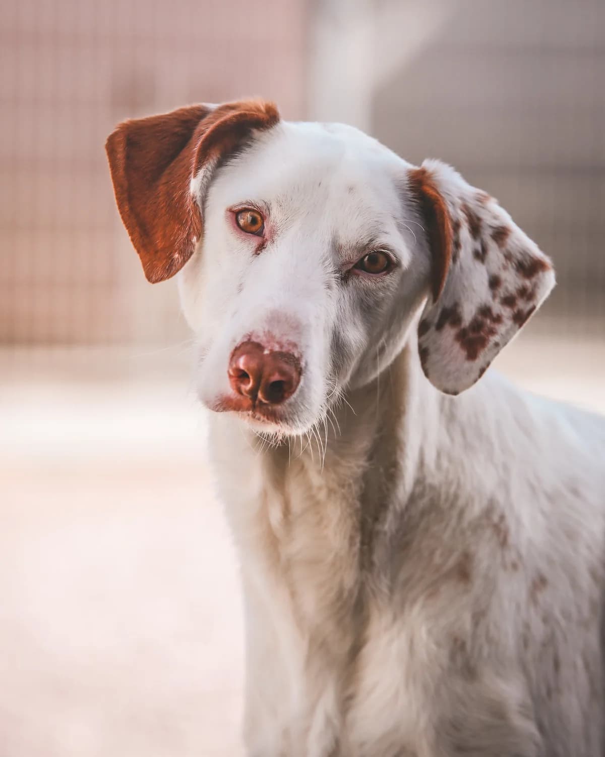 Spyro, male senior Podenco for adoption at Fundación Jadoul Més que Gossos, Valencia