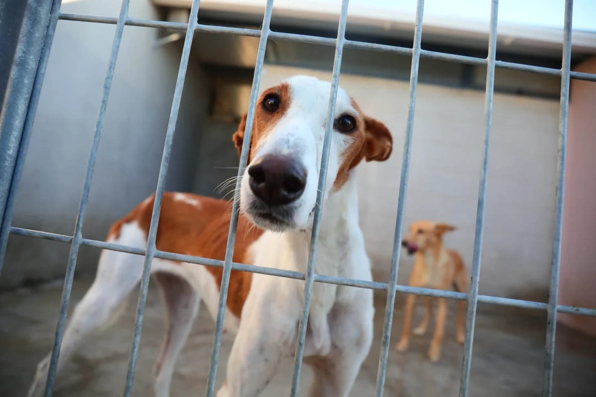 Olivia, female senior Podenco for adoption at Fundación Jadoul Més que Gossos, Valencia