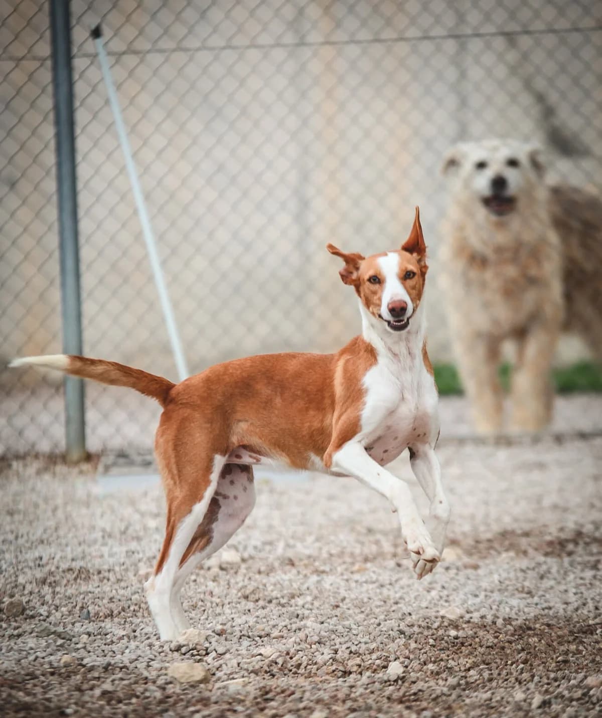 Hope, female 7yo Podenco for adoption at Fundación Jadoul Més que Gossos, Valencia