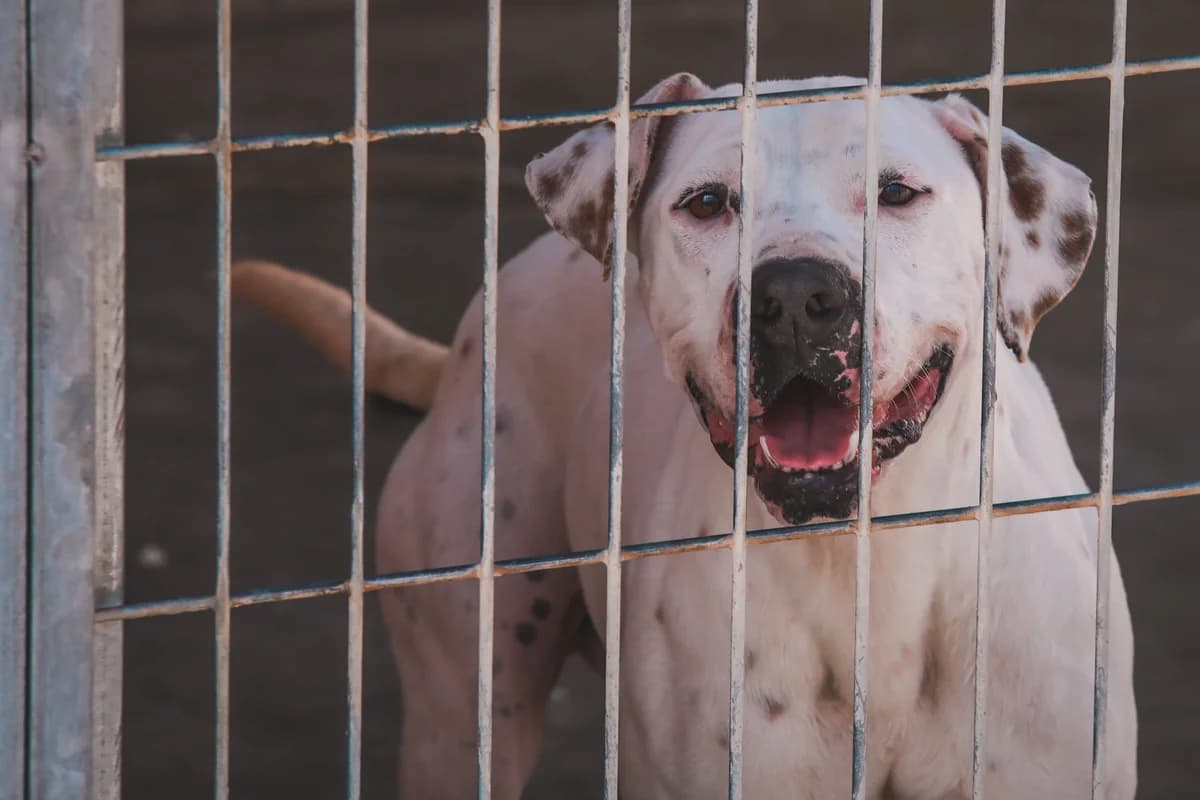 Disko, male 6yo Dogo Argentino for adoption at Fundación Jadoul Més que Gossos, Valencia