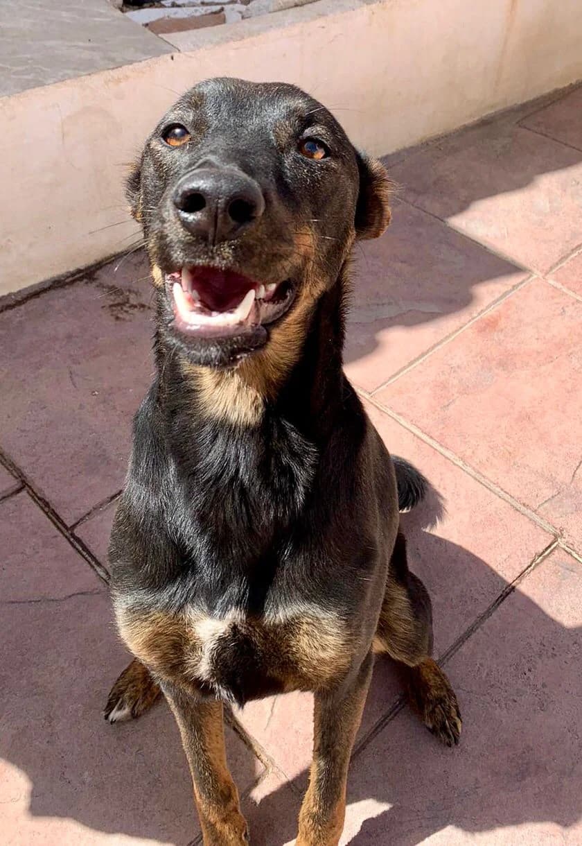 Cuba, female 4yo Mixed Breed for adoption at Fundación Jadoul Més que Gossos, Valencia