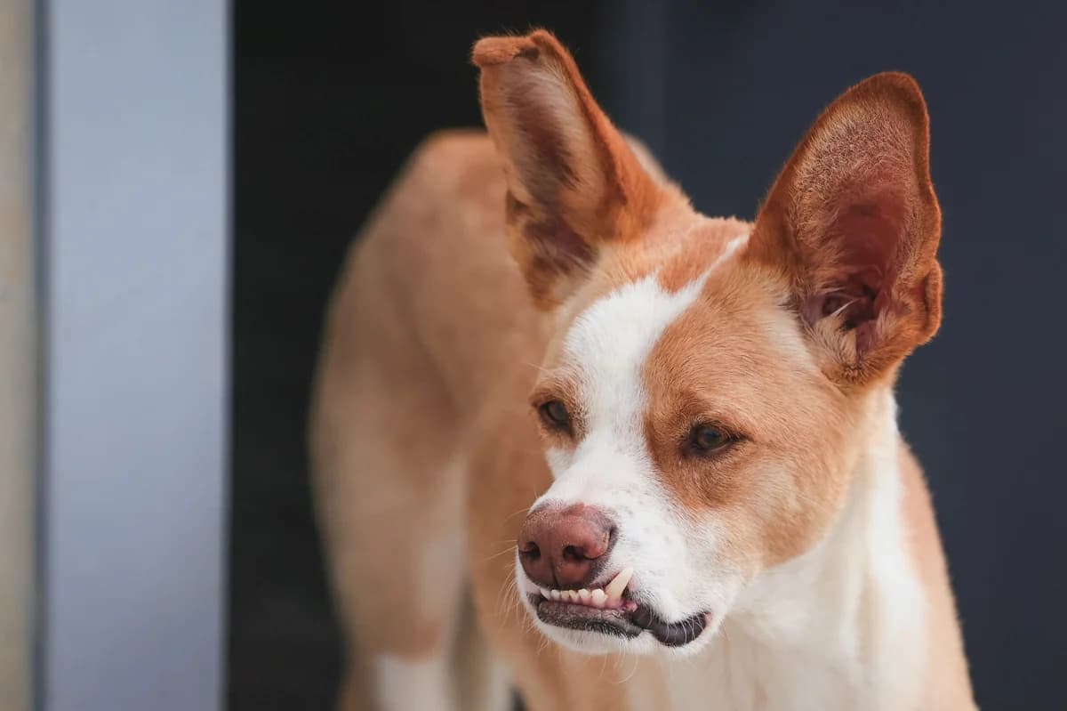 Riu, male 3yo Mixed Breed for adoption at Fundación Jadoul Més que Gossos, Valencia