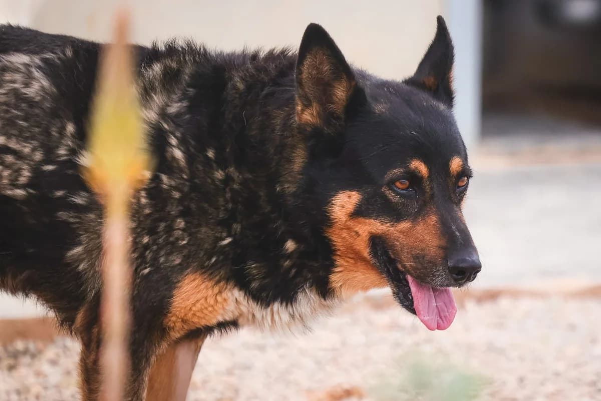 Rex, male senior Mixed Breed for adoption at Fundación Jadoul Més que Gossos, Valencia