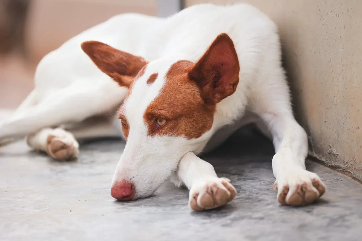 Arena, female 4yo Podenco for adoption at Fundación Jadoul Més que Gossos, Valencia