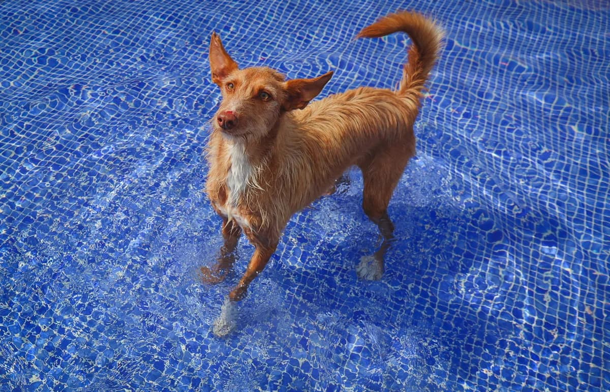 Lina, female 5yo Podenco for adoption at Fundación Jadoul Més que Gossos, Valencia
