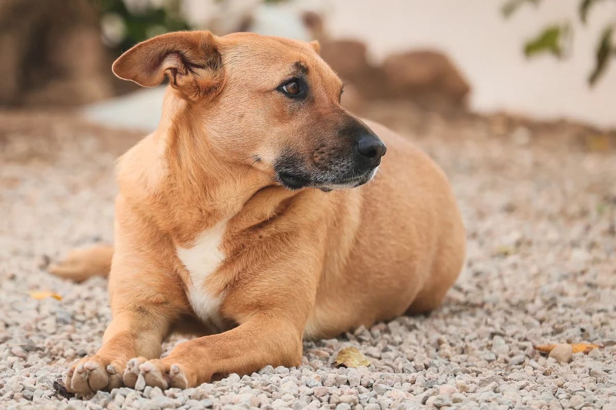 Emperatriz, female 6yo Mixed Breed for adoption at Fundación Jadoul Més que Gossos, Valencia