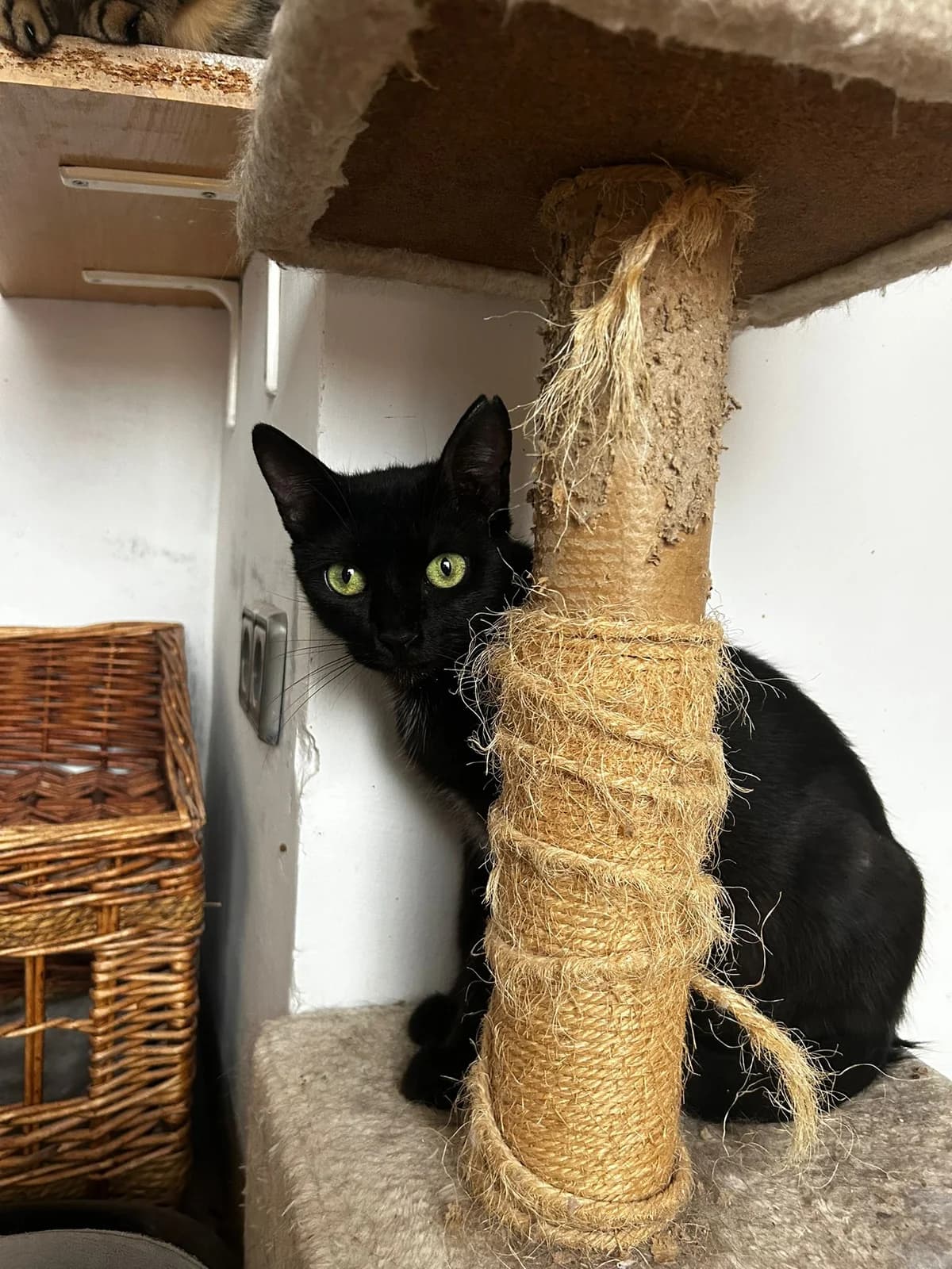 Pasta, female 4yo European Shorthair for adoption at Fundación Jadoul Més que Gossos, Valencia